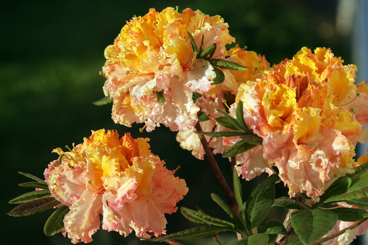 东方丽景禧园最新动态,未来生活新篇章揭晓