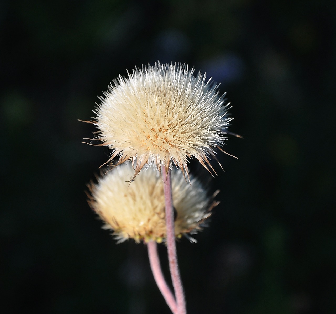 泰国娱乐最新头条新闻,璀璨明星、热门影视及音乐动态全掌握