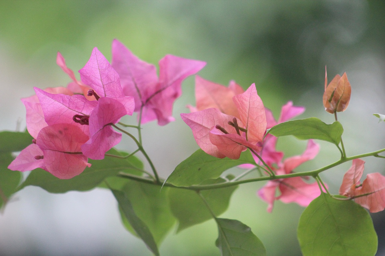 南京禄口地区房价深度解析与未来展望(2017最新房价动态)