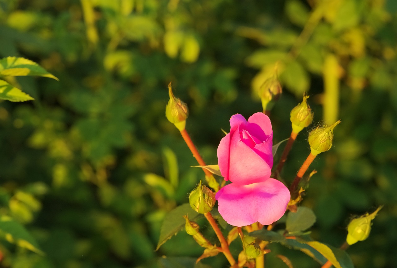 经典明苑最新动态揭秘,未来辉煌篇章开启!