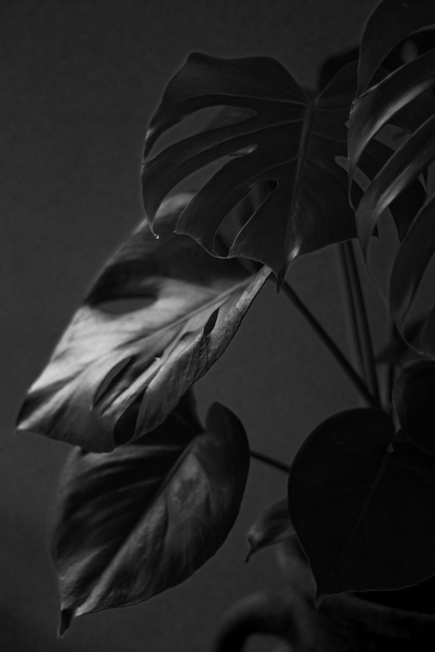 带字图片白底黑字,时尚潮流与文化表达的新宠